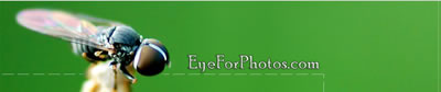 eyeforphotos.jpg
