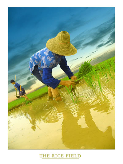 mini_rice_field.jpg