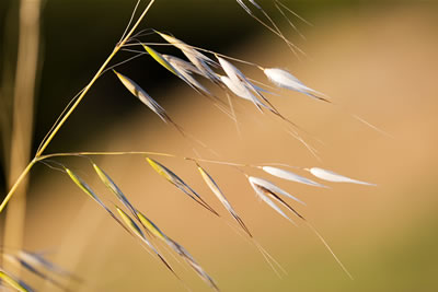 mfoothillsgrass.jpg
