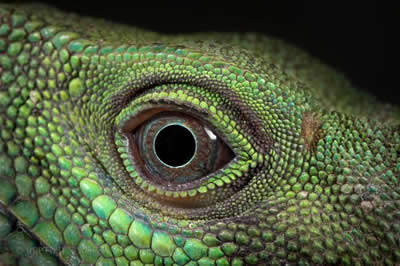 Chinese Water Dragon