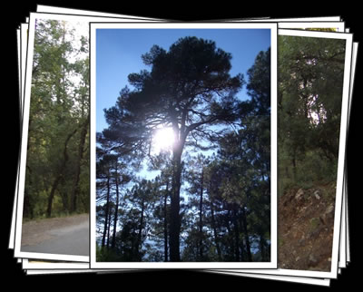 Photorganizr