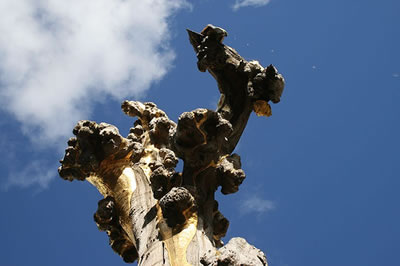 Arbre à Sydney