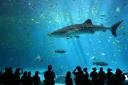 Picture taken at Georgia Aquarium, pictured is one of the two resident male whale sharks