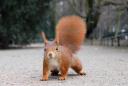 Red Squirrel with pronounced winter ear tufts in the Hofgarten in Düsseldorf