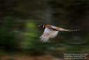 Photo BENOIT Aymeric