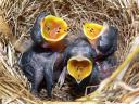 The nest and chicks of an Australasian Pipit