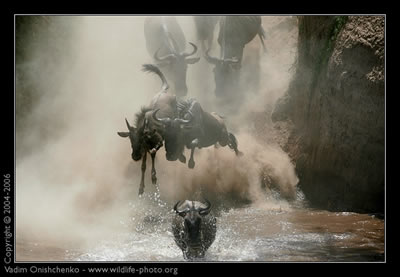 Wildlife & Genre