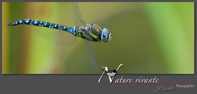 Nature vivante