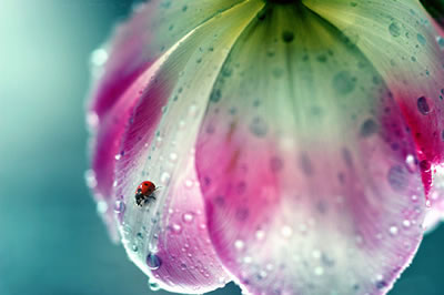 Ladybug
