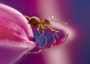 Lasius Vlavius