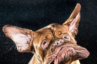 Carli Davidson Pet Photography