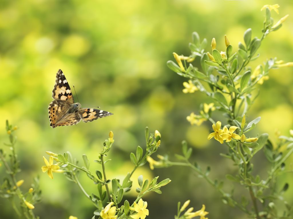 Photographier les insectes en vol