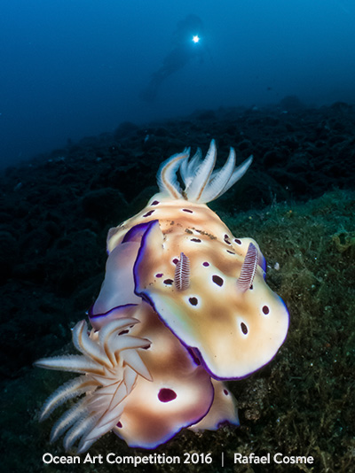 top 15 des plus belles photos sous-marines