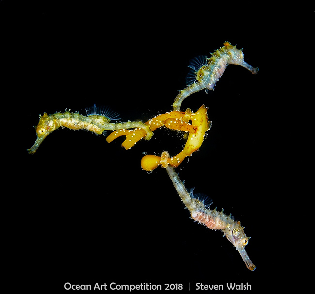 Ocean Art 2018 Hippocampe à gros ventre