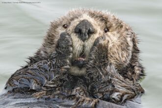 Comedy Wildlife Photography Awards