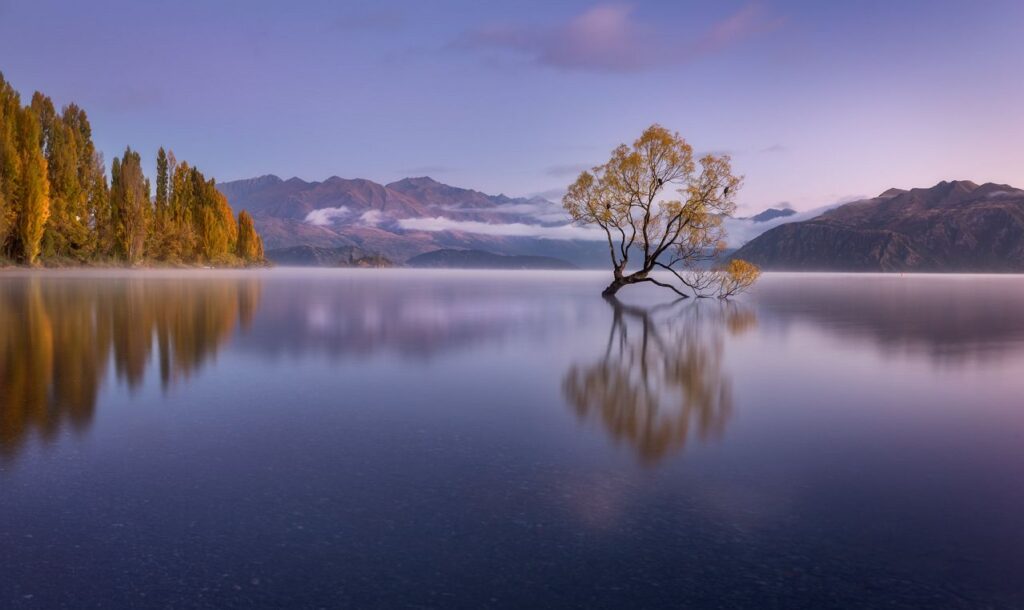 Wanaka Tree