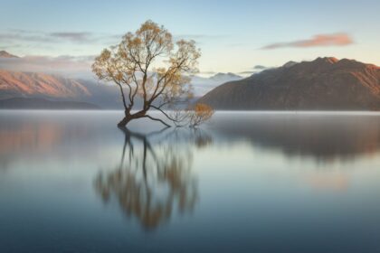 That Wanaka Tree