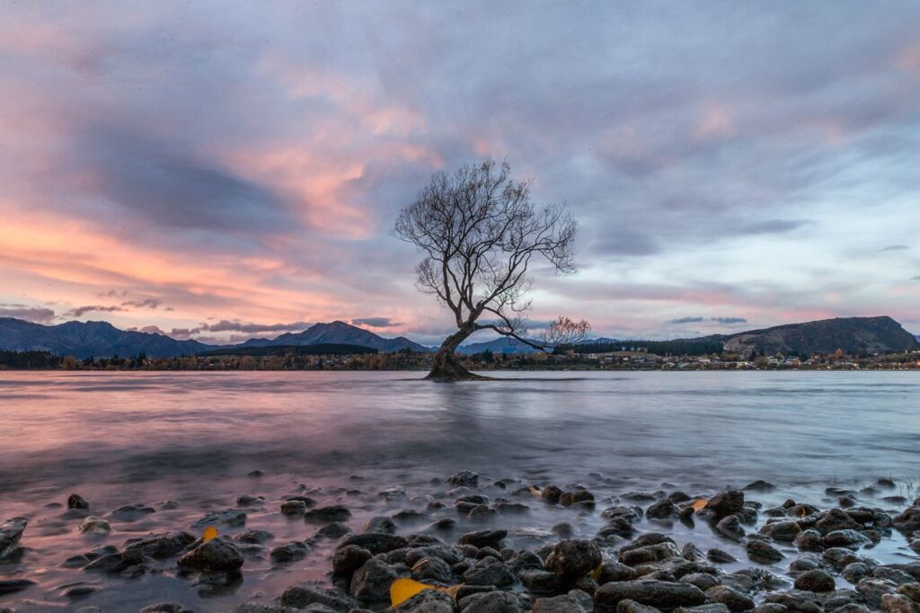 That Wanaka Tree