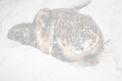 La Panthère des Neiges