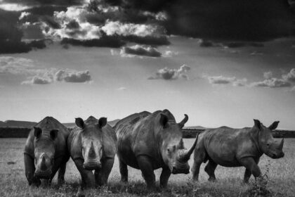 Laurent Baheux