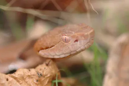 Mordue par un Serpent Cuivré