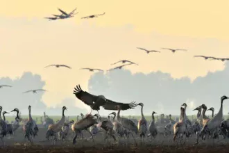 Meilleurs spots pour photographier les grues cendrées