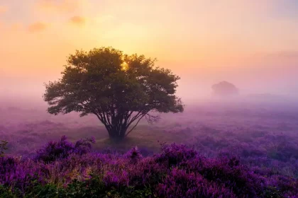 Profondeur en photos