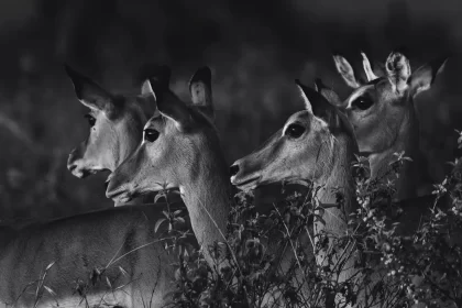 Storytelling photographique