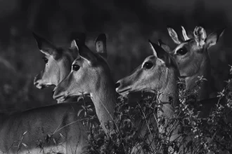 Storytelling photographique