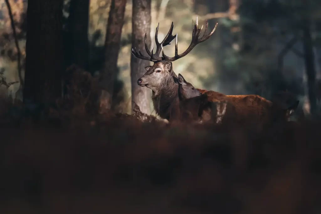 Réussir ses Photos d'Animaux Sauvages