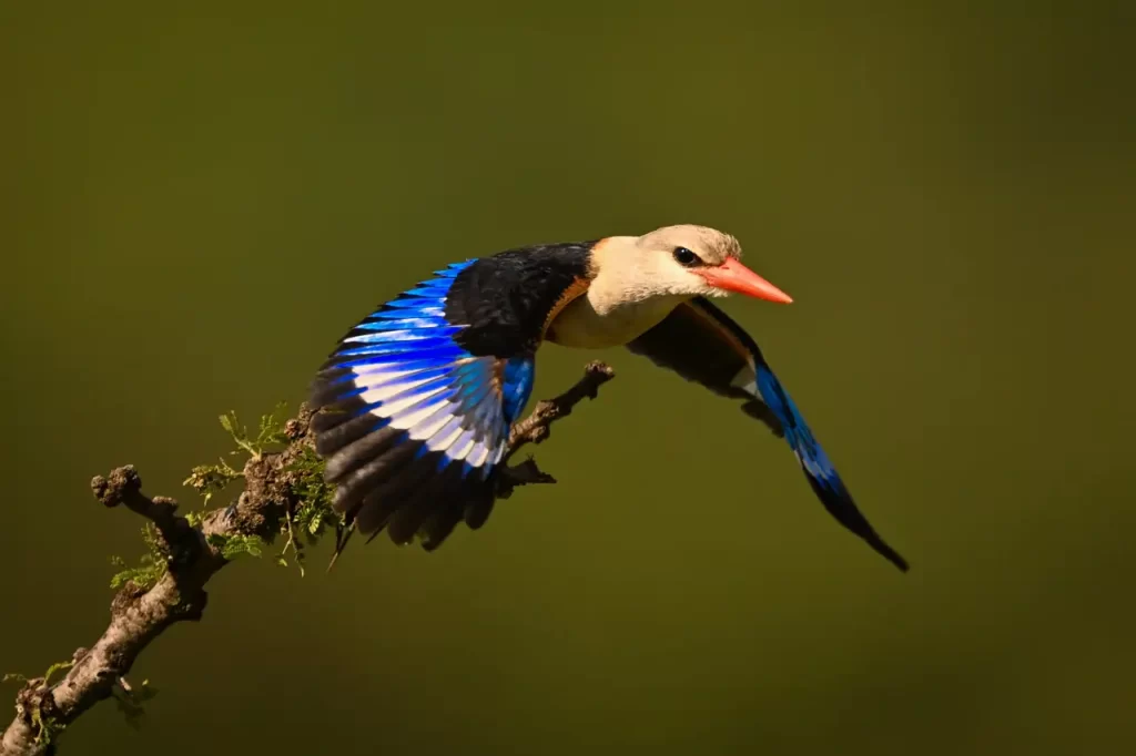 Réussir ses Photos d'Animaux Sauvages