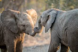 meilleurs photographes animaliers français