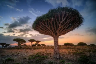 Socotra photo